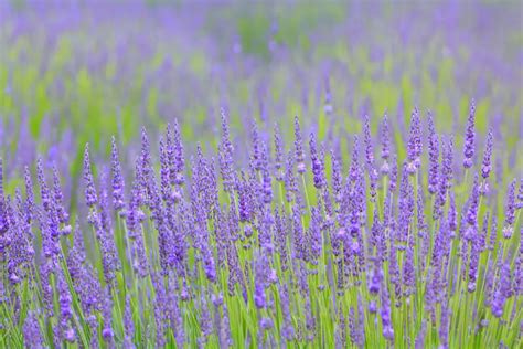 Lavender: A Magical Herb for Meditation and Spiritual Growth
